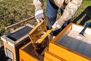 A beekeeper inspects a honeycomb frame, using a brush to manage bees, ensuring hive health and monitoring honey production, showcasing essential beekeeping practices.
