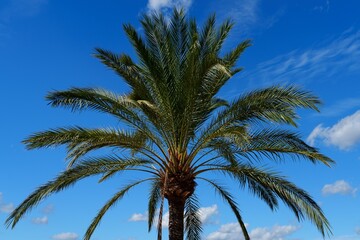 Obraz premium This image from Mallorca, Spain features a stunning palm tree under a bright blue sky with fluffy clouds, capturing the essence of tropical beauty and tranquility in Mallorca, Spain.