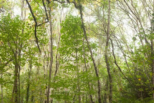 Fototapeta Birch and deciduous trunks rising in flat design forest scene, with green foliage and undergrowth