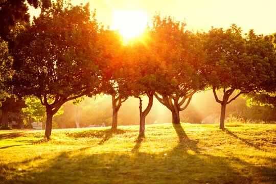 Naklejki Deciduous trees are casting long shadows across grassy meadow in flat design with sun flare