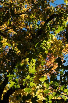 Fototapeta Yellowish orange autumn leaves on branch of tree