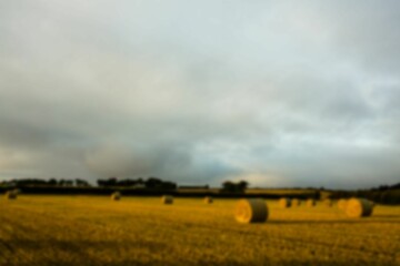 Hay bales on agriculture field