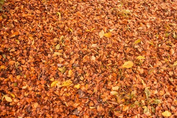 Naklejka premium Autumn leaves on the ground