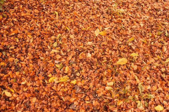 Fototapeta Autumn leaves on the ground