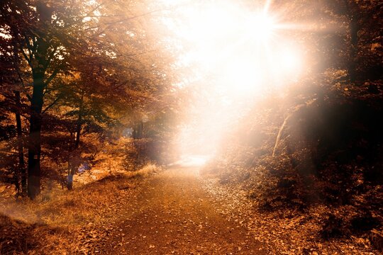 Fototapeta Flat design is showing leaf-covered path winding through autumn forest with sunbeams, fallen leaves