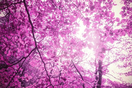 Fototapeta Purple leaves on a tree in the forest
