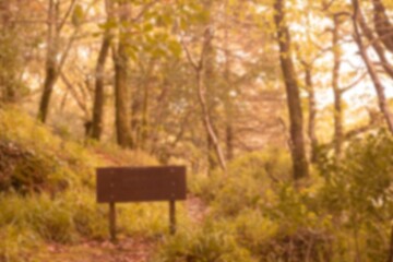 Fototapeta premium Signboard amidst plants and trees