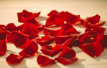 Fototapeta premium Scattered red rose petals on table