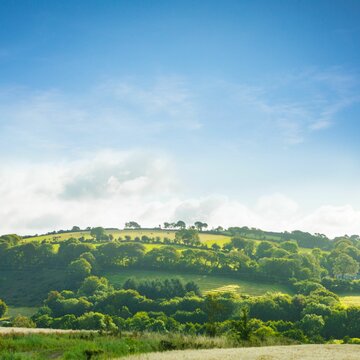 Fototapeta Rolling green hills are featuring fields with hedgerows and distant farm building in flat design