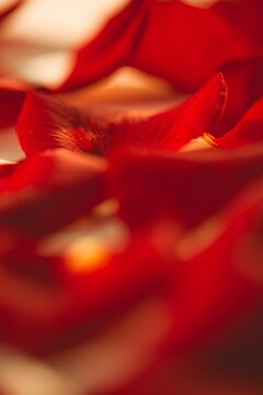 Fototapeta Scattered red rose petals on table