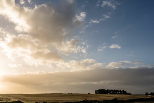 Fototapeta Flat design harvested field is glowing under cloudy sky, dark tree cluster is rising on horizon