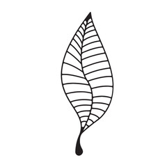 Autumn vector line hand drawn leaves 