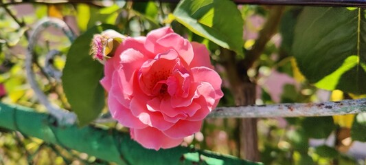 pink rose bush