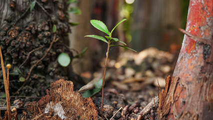 A new tree bud grows between trees with a red trunk on the right and a black tree trunk behind it. On the left side of the bud is a tree trunk that has been cut down