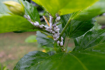 Close-up of Infestation on Green Plant Leaf
