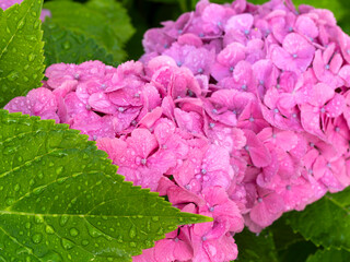 雨に濡れた鮮やかなピンクの紫陽花