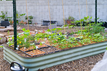 Backyard gardens and urban Homesteads