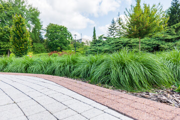 Clumps of Miscanthus sinensis ornamental grass in a landscaped garden bed with curved paving stones...