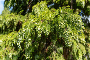 Close-up of a branch of an ornamental conifer tree (Thuja occidentalis) with clusters of green cones in sunlight. Popular in parks and hedges.