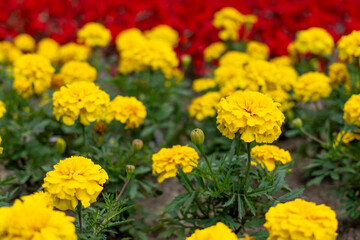 Yellow marigold flowers (Tagetes patula), also known as aksametnica or šmerdzuška, blooming in a garden bed. Popular ornamental and pest-repelling plant.