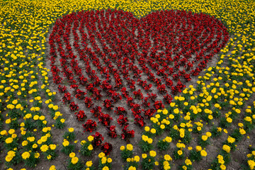 Heart-shaped flowerbed made of red begonias surrounded by yellow marigolds (Tagetes patula)....