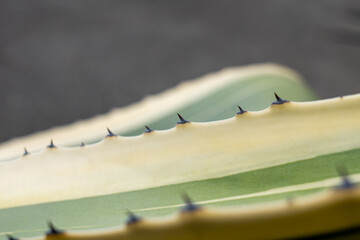 Close-up of a sharp-edged agave leaf (Agave americana) with variegated yellow-green coloring and visible thorns. Natural botanical detail.