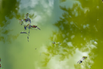 Dead insects and plant debris floating on stagnant green water with tree reflection. Macro nature...
