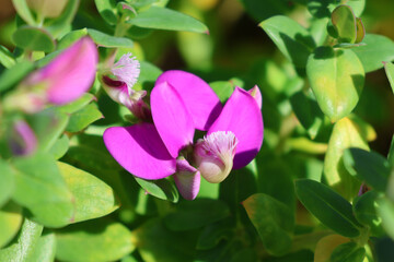 Pink purple flower on a Sweet Pea Shrub (Polygala) plant in a garden