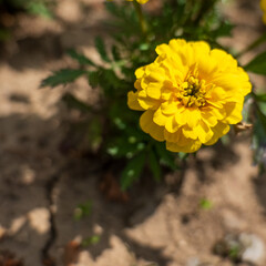 Yellow marigold flowers (Tagetes patula), also known as aksametnica or šmerdzuška, blooming in a garden bed. Popular ornamental and pest-repelling plant.
