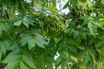 Close-up of green ash tree leaves (Fraxinus excelsior) and hanging seed clusters in a public park during summer season.