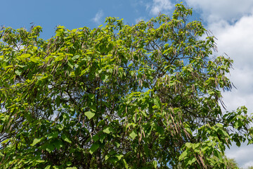 Close-up of green seeds and pinnate leaves of a common ash tree (Fraxinus excelsior) in summer park, Slovakia.