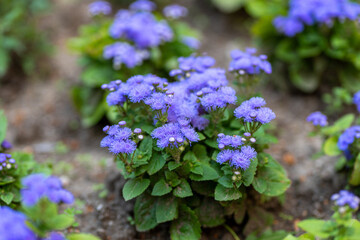 Bright blue-purple floss flower (Ageratum houstonianum) blooming in a garden bed, symbolizing calm and serenity.