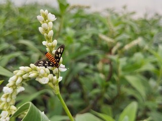 Ailanthus webworm moth  (Atteva aurea) on flower in outdoor garden 