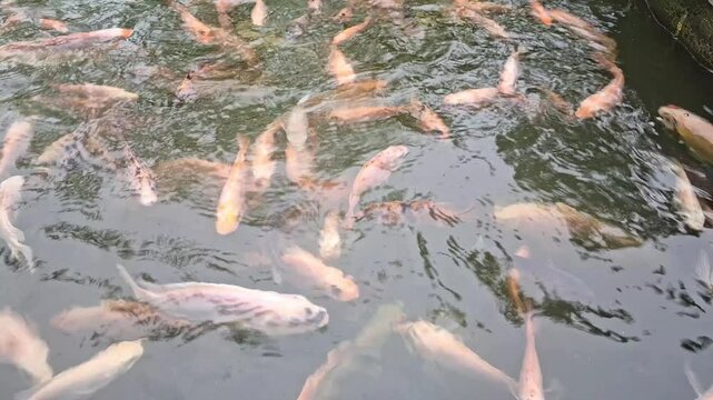 Red nile tilapia in indonesian fish farm. Nile tilapia is a popular choice in aquaculture due to its relatively fast growth rate, tolerance of various water conditions, and marketability