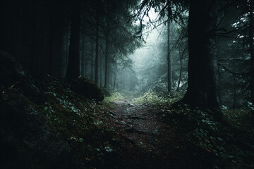 Fototapeta premium a path in the woods with a foggy sky