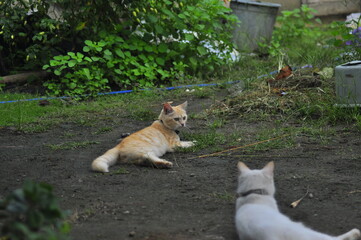 Cat Playing Outdoor in park