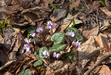 sunny day, flower glades in the middle of the forest, spring season, walks in the surroundings