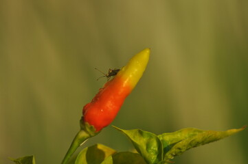  chili pepper grows on green plantation of vegetables in greenhouse