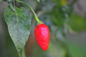  chili pepper grows on green plantation of vegetables in greenhouse