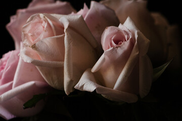 rosas y pétalos de rosas fondo romántico
