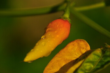  chili pepper grows on green plantation of vegetables in greenhouse