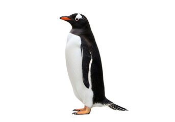 Fototapeta premium Gentoo Penguin Standing White Background