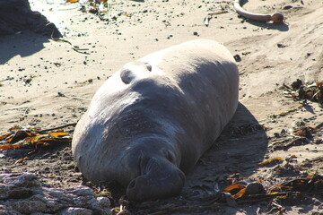 elephant seals laying on beach at Elephant seal vista point California