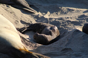 elephant seals laying on beach at Elephant seal vista point California