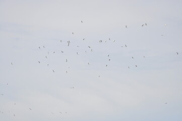 Flying big white bird in the sky top of paddy field