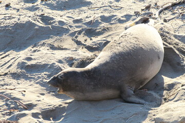 elephant seals laying on beach at Elephant seal vista point California