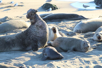 elephant seals laying on beach at Elephant seal vista point California © Sarah