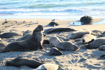 elephant seals laying on beach at Elephant seal vista point California