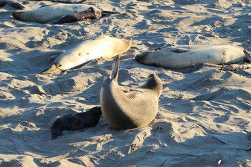 elephant seals laying on beach at Elephant seal vista point California © Sarah