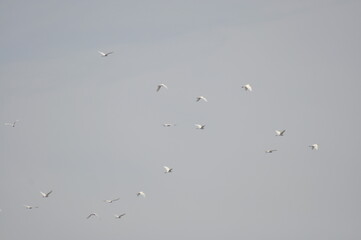 Flying big white bird in the sky top of paddy field